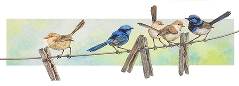 Blue Wren artwork by Denise Dean